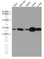 MTH1 Antibody in Western Blot (WB)