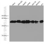 HNRNPA2B1 Antibody in Western Blot (WB)