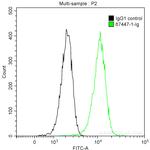 c-MYC Antibody in Flow Cytometry (Flow)