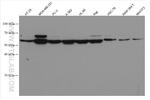 c-MYC Antibody in Western Blot (WB)