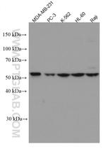 c-MYC Antibody in Western Blot (WB)