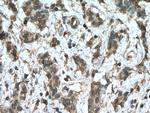 HMBS Antibody in Immunohistochemistry (Paraffin) (IHC (P))