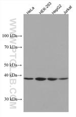 Arfaptin-1 Antibody in Western Blot (WB)