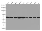 PTBP1 Antibody in Western Blot (WB)