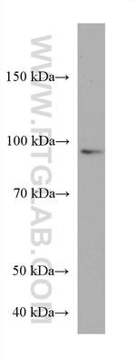 ZNF746 Antibody in Western Blot (WB)