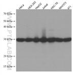 PGAM1 Antibody in Western Blot (WB)