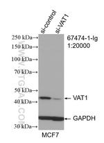 VAT1 Antibody in Western Blot (WB)