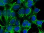 SLC22A7 Antibody in Immunocytochemistry (ICC/IF)