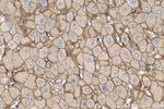 SLC22A7 Antibody in Immunohistochemistry (Paraffin) (IHC (P))