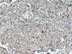 FURIN Antibody in Immunohistochemistry (Paraffin) (IHC (P))