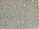 UBC12 Antibody in Immunohistochemistry (Paraffin) (IHC (P))