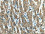 UBC12 Antibody in Immunohistochemistry (Paraffin) (IHC (P))