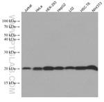 UBC12 Antibody in Western Blot (WB)