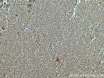 MFN2 Antibody in Immunohistochemistry (Paraffin) (IHC (P))