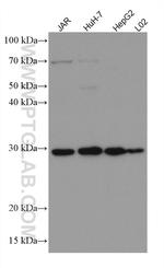 HSD17B6 Antibody in Western Blot (WB)