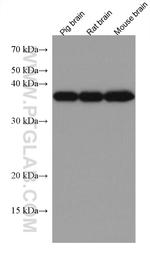 GNB3 Antibody in Western Blot (WB)