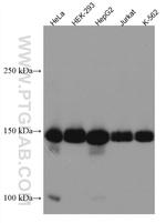 TMF1 Antibody in Western Blot (WB)