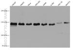 TMF1 Antibody in Western Blot (WB)