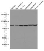 ACO2 Antibody in Western Blot (WB)