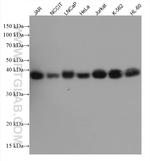 SIRT6 Antibody in Western Blot (WB)