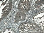 BSEP Antibody in Immunohistochemistry (Paraffin) (IHC (P))