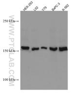 PER2 Antibody in Western Blot (WB)