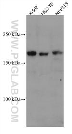 ZEB2 Antibody in Western Blot (WB)