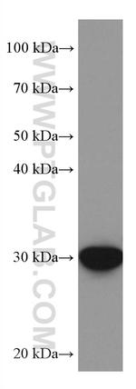 PIR Antibody in Western Blot (WB)