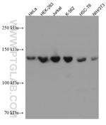 PDS5A Antibody in Western Blot (WB)