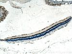 PAX6 Antibody in Immunohistochemistry (Paraffin) (IHC (P))