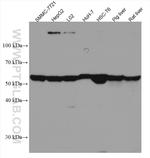 SLC2A9 Antibody in Western Blot (WB)