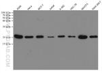 Tim23 Antibody in Western Blot (WB)