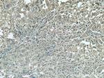 CCT8 Antibody in Immunohistochemistry (Paraffin) (IHC (P))