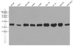 RHOC Antibody in Western Blot (WB)