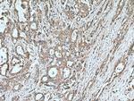 UAP1 Antibody in Immunohistochemistry (Paraffin) (IHC (P))