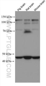 UQCRC2 Antibody in Western Blot (WB)