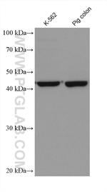 Septin 9 Antibody in Western Blot (WB)