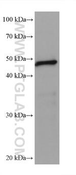 Septin 9 Antibody in Western Blot (WB)