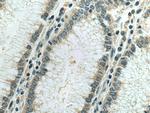 IPO4 Antibody in Immunohistochemistry (Paraffin) (IHC (P))