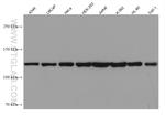 IPO4 Antibody in Western Blot (WB)