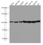 EEF2 Antibody in Western Blot (WB)