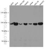 RIG-1/DDX58 Antibody in Western Blot (WB)