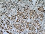 USP15 Antibody in Immunohistochemistry (Paraffin) (IHC (P))