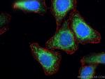 Phospho-GSK3B (Ser9) Antibody in Immunocytochemistry (ICC/IF)