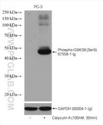 Phospho-GSK3B (Ser9) Antibody in Western Blot (WB)