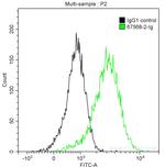 STAT4 Antibody in Flow Cytometry (Flow)