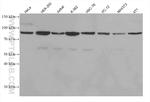 MRE11A Antibody in Western Blot (WB)