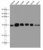 TGIF2 Antibody in Western Blot (WB)