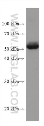 ANGPTL4 Antibody in Western Blot (WB)