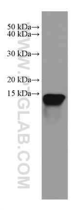 Galectin 10 Antibody in Western Blot (WB)